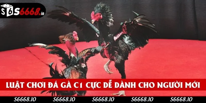 Hướng dẫn cá cược đá gà c1 cho người mới tại S666
